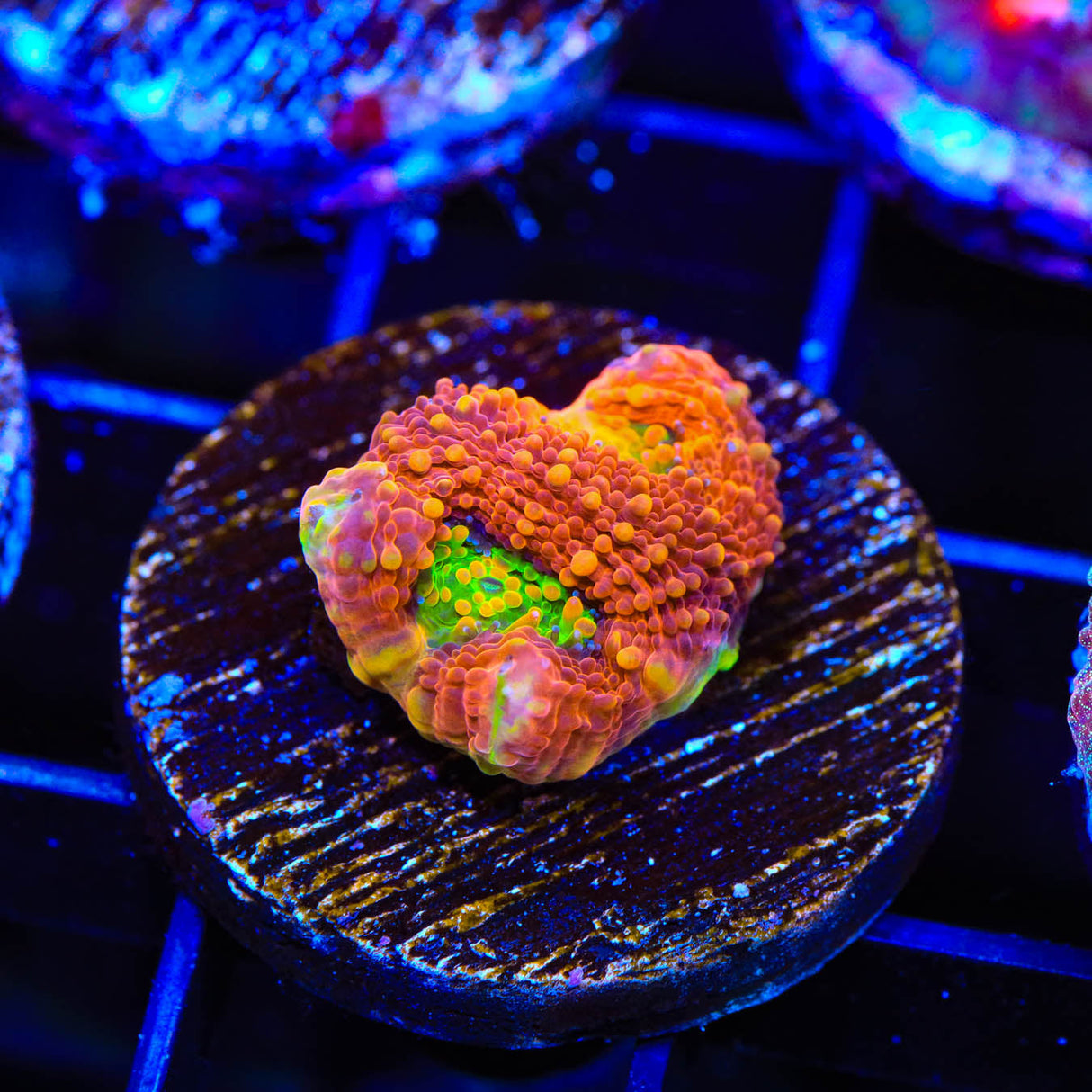 TSA Orange Crush Echinata Coral - Top Shelf Aquatics
