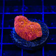 TSA Slow Burn Chalice Coral