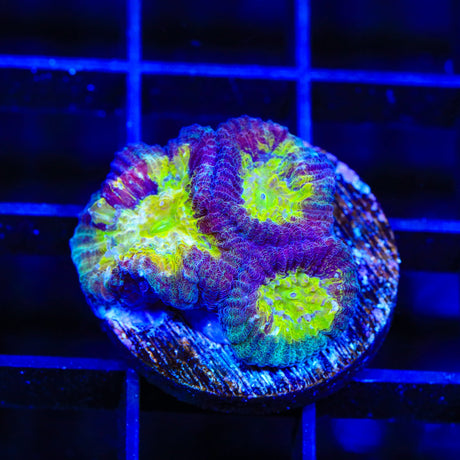 Rainbow Favia Coral