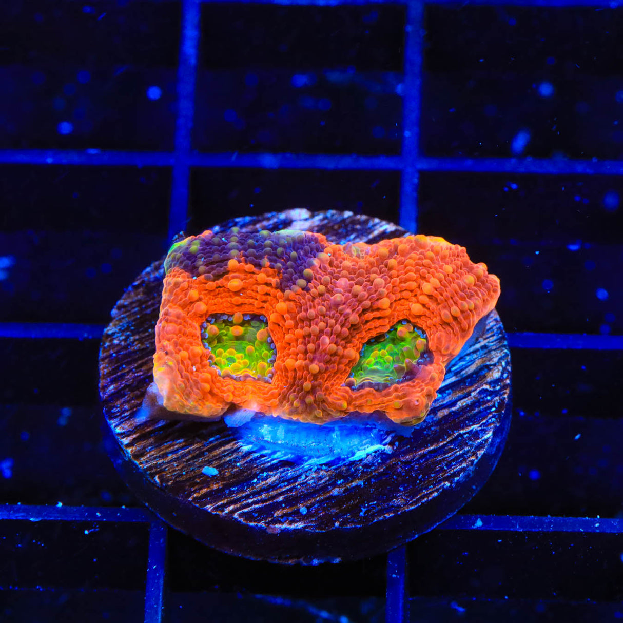 TSA Orange Crush Echinata Coral - Top Shelf Aquatics