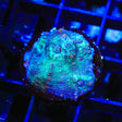 TSA Blue Sunshine Chalice Coral