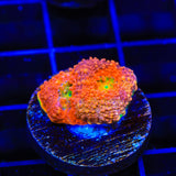 TSA Orange Crush Echinata Coral