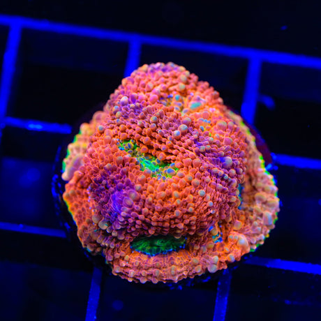 Mango Haze Echinata Coral