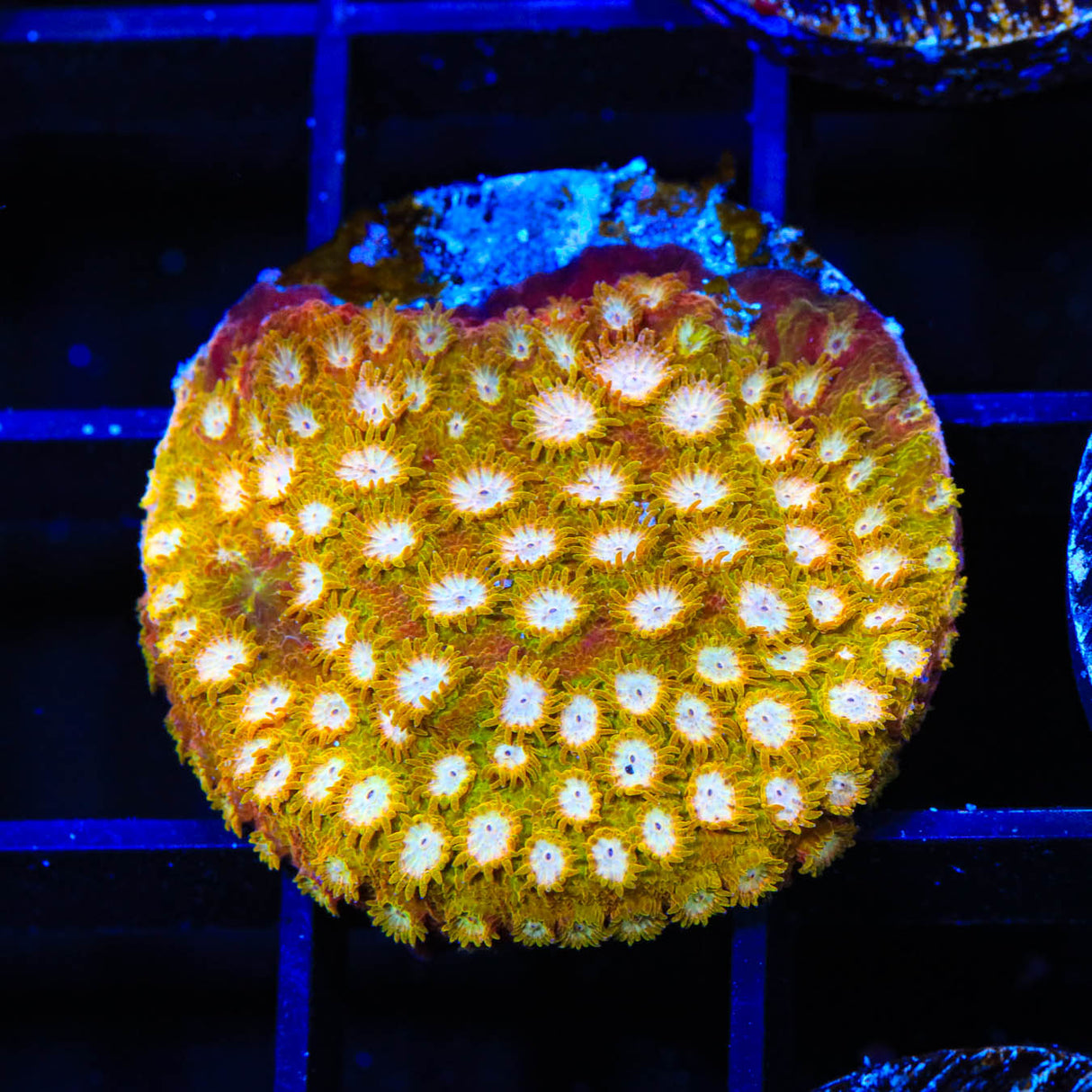 TSA Golden Girls Cyphastrea Coral