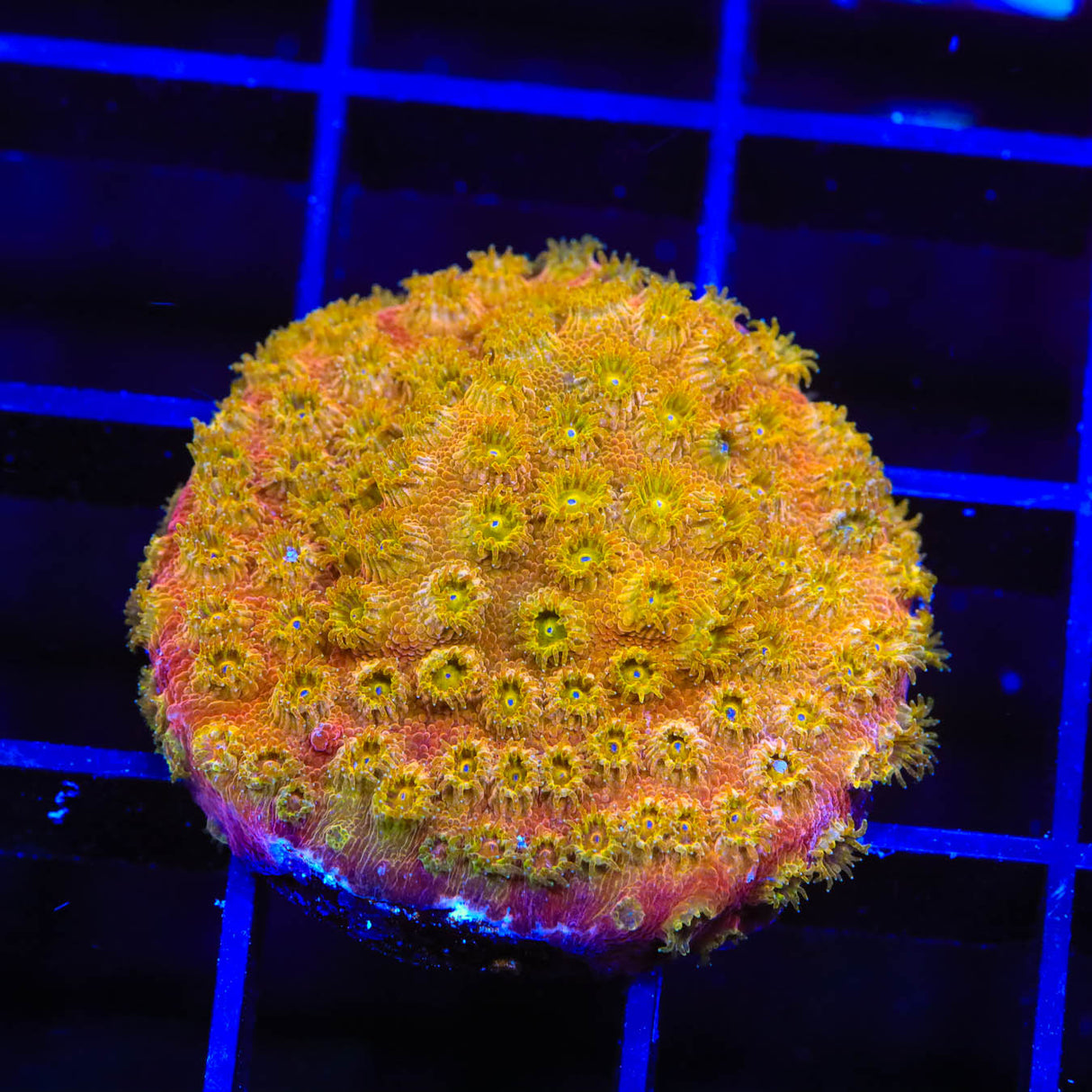 24k Gold Cyphastrea Coral