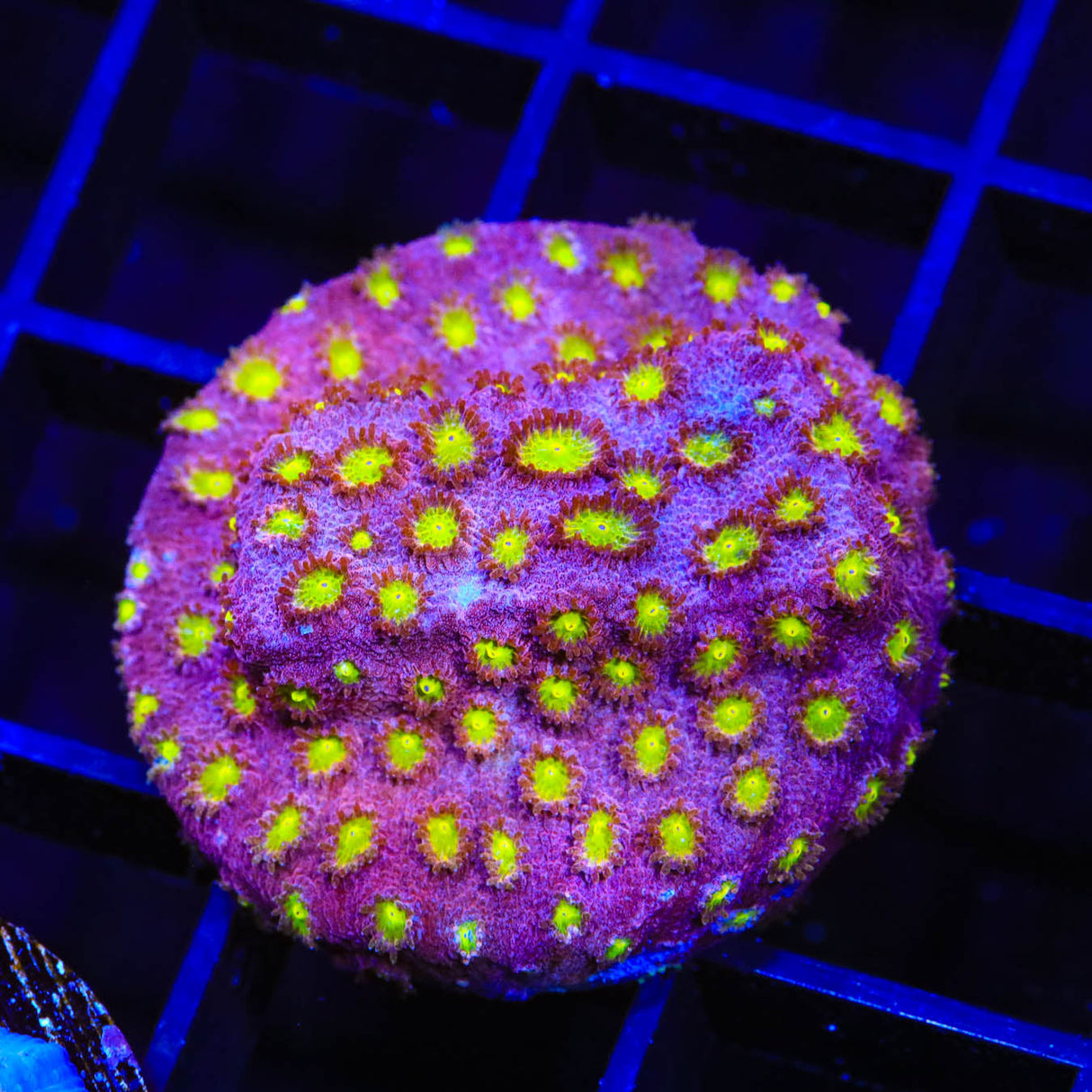 CB Bling Bling Cyphastrea Coral - Top Shelf Aquatics
