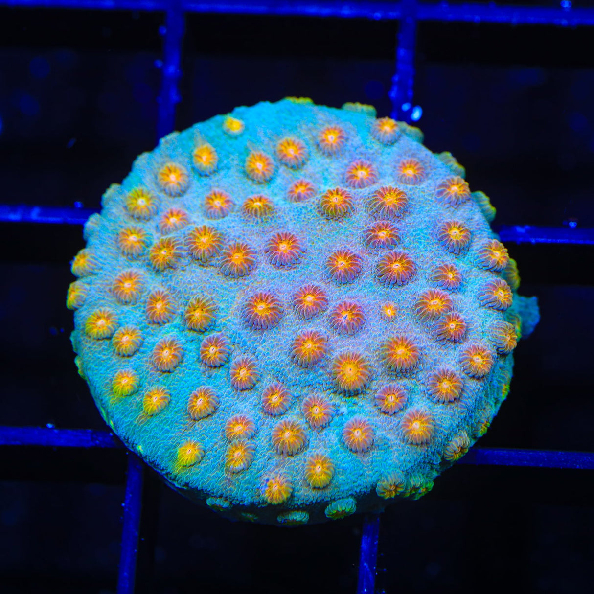 JF Buzz Kill Cyphastrea Coral