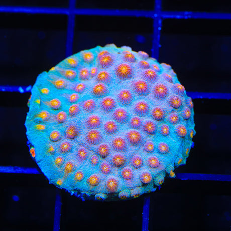 JF Buzz Kill Cyphastrea Coral