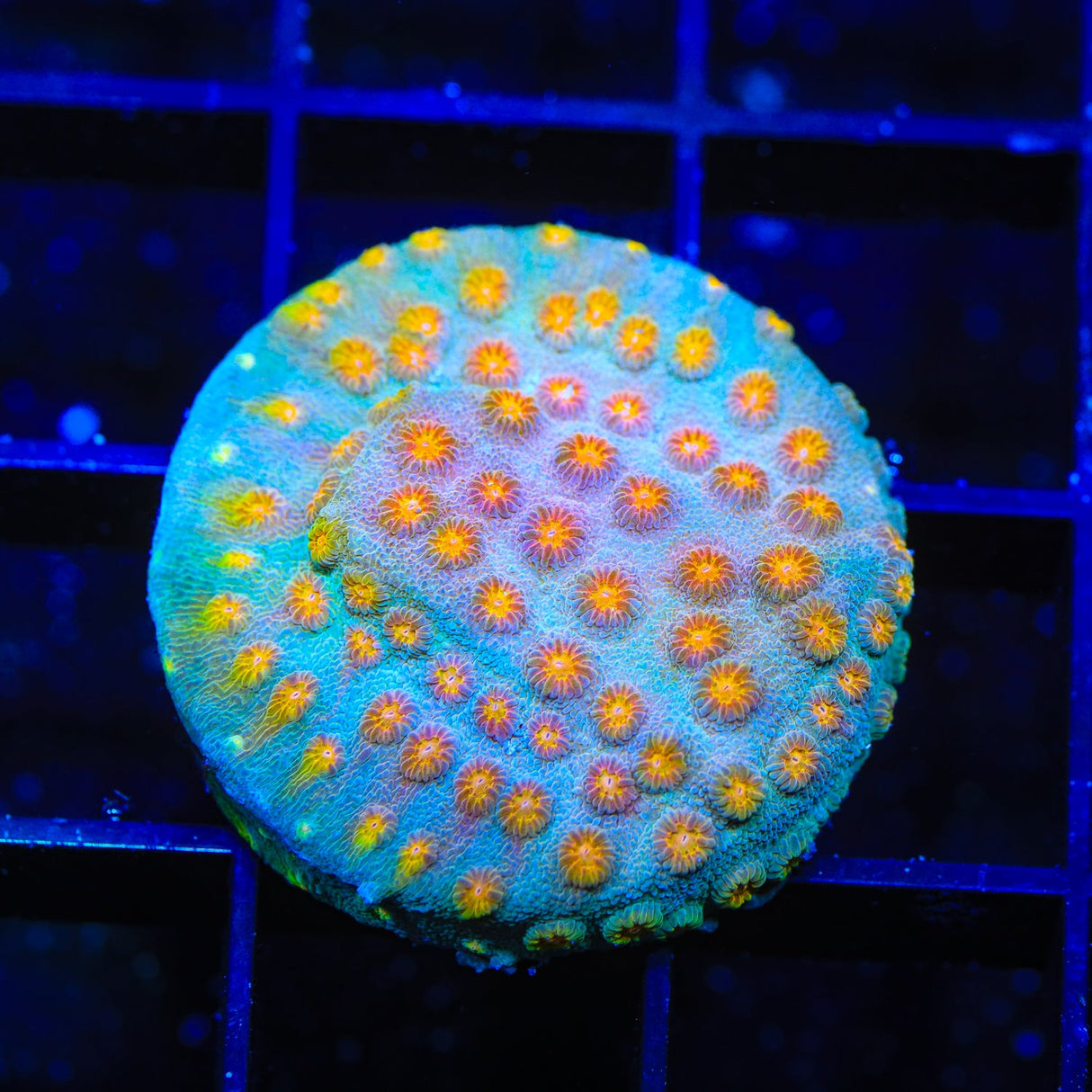 JF Buzz Kill Cyphastrea Coral