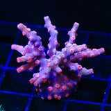 Pink Branching Cyphastrea Coral