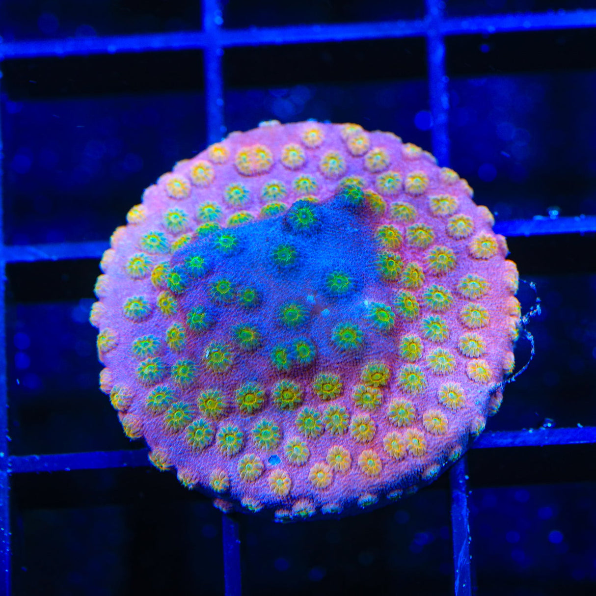 ACI Sunrise Cyphastrea Coral