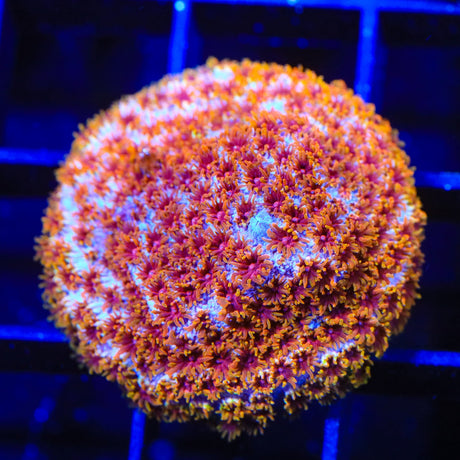 WWC Skittles Bomb Cyphastrea Coral