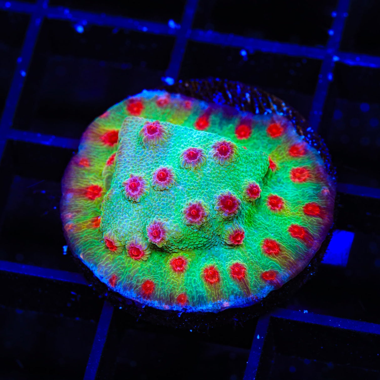 TSA Rocketman Cyphastrea Coral