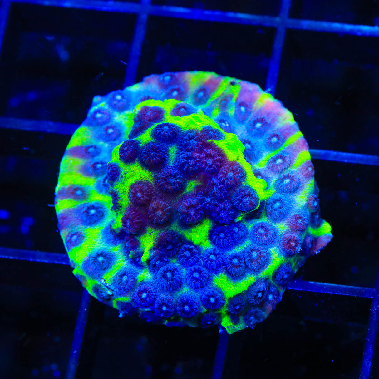 JF PPE Cyphastrea Coral