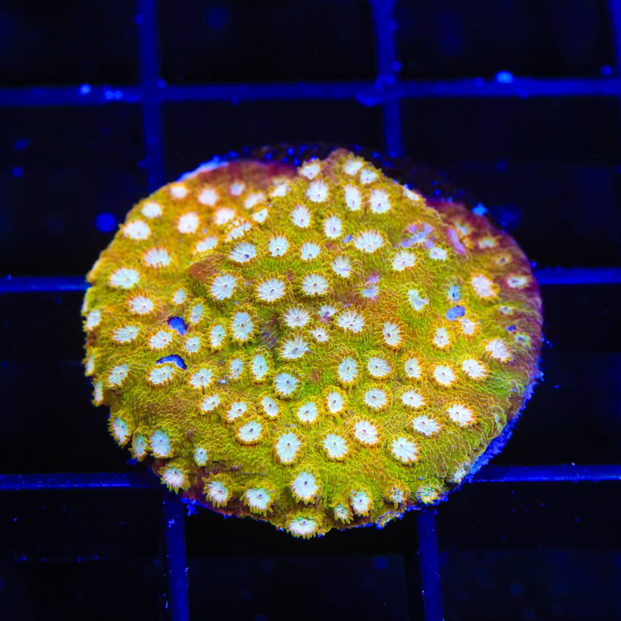 24k Gold Cyphastrea Coral