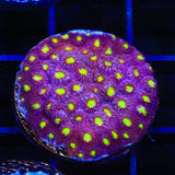 CB Bling Bling Cyphastrea Coral