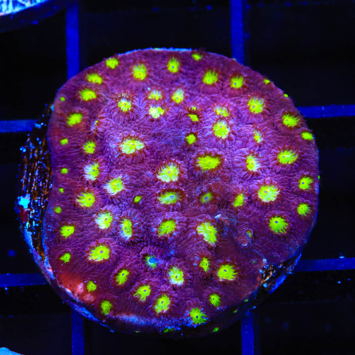 CB Bling Bling Cyphastrea Coral