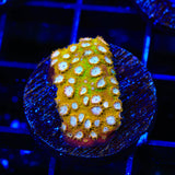 ACI Golden Girls Cyphastrea Coral - Top Shelf Aquatics