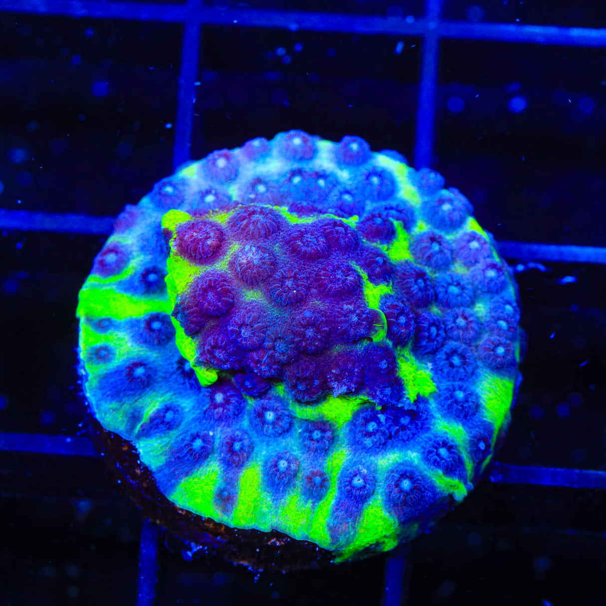 JF PPE Cyphastrea Coral