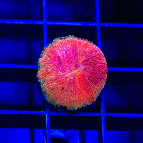 Diablo Diaseris Plate Coral