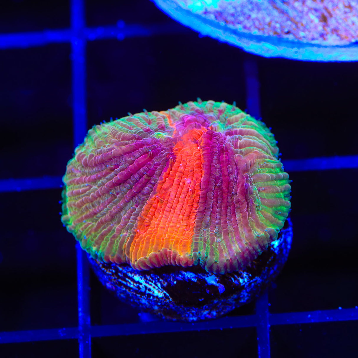 Diablo Diaseris Plate Coral