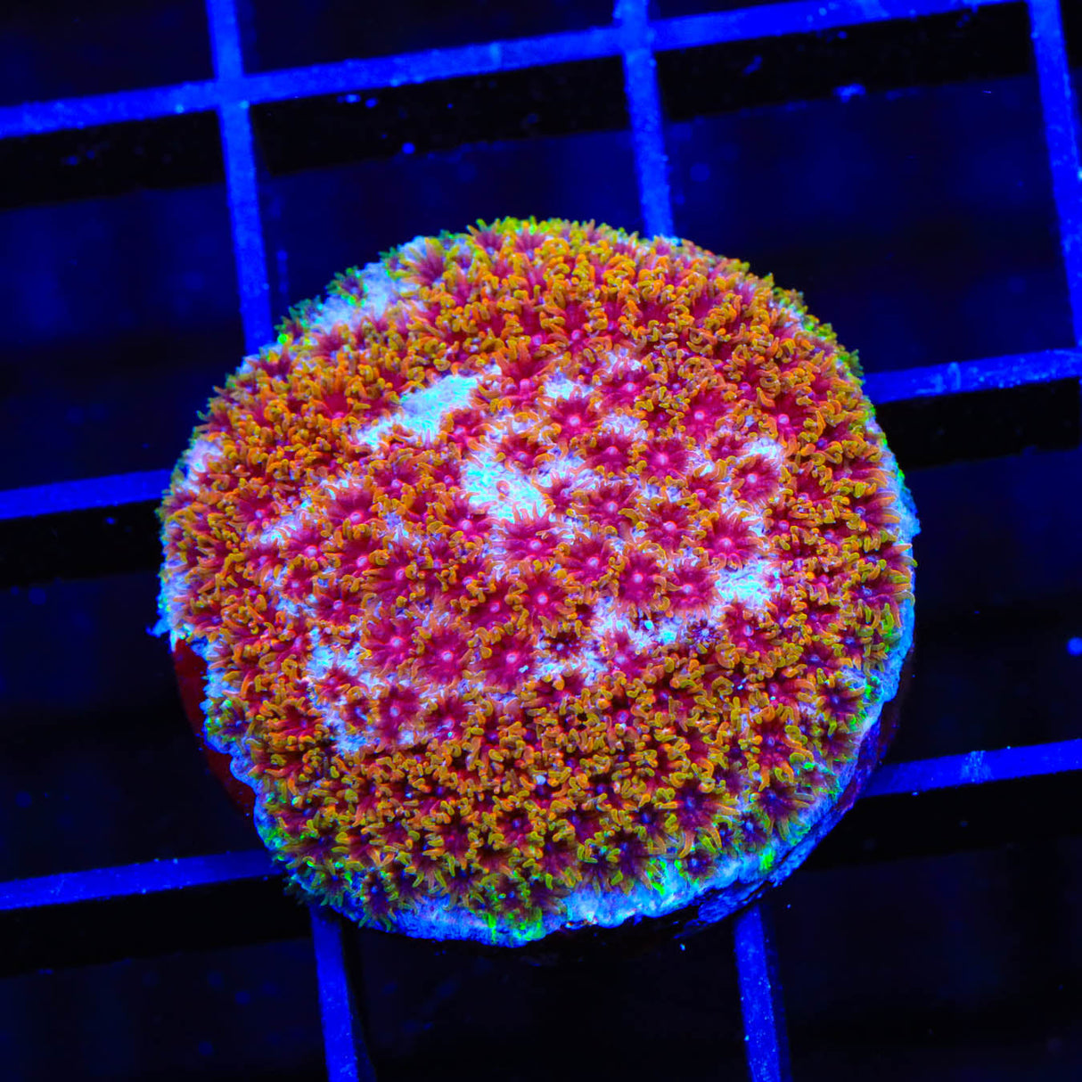 WWC Skittles Bomb Cyphastrea Coral - Top Shelf Aquatics