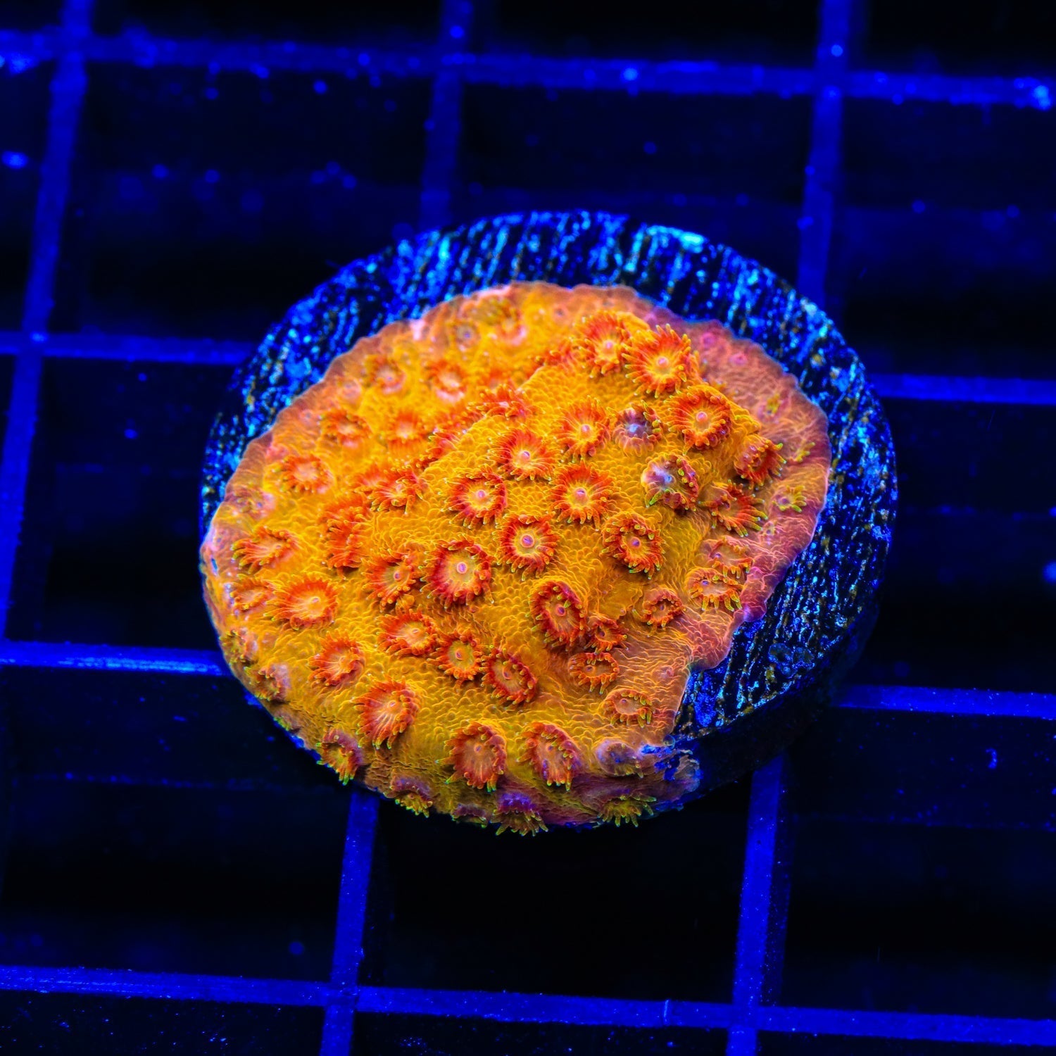 TSA Hi-C Cyphastrea Coral