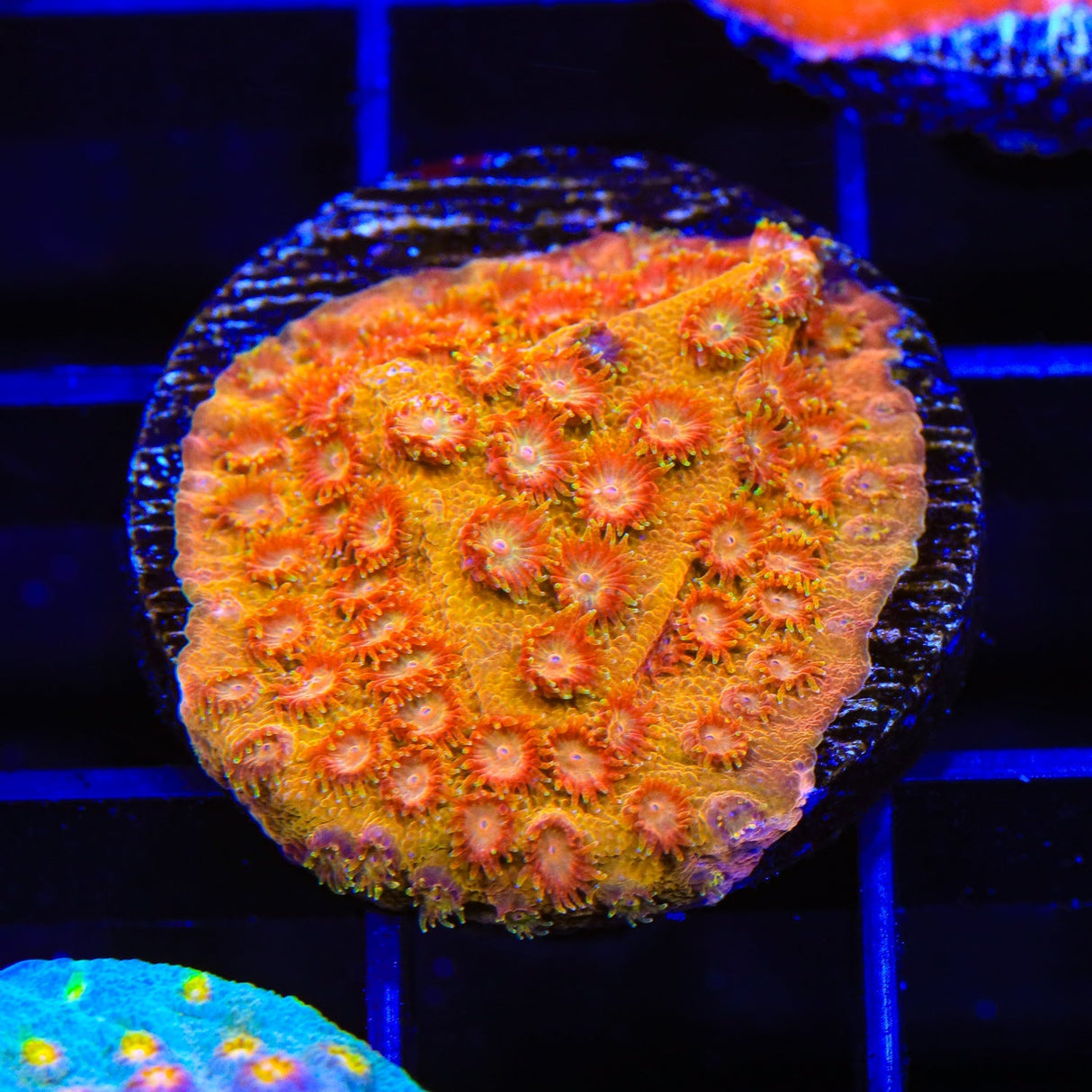 TSA Hi-C Cyphastrea Coral