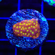 TSA Sweet Treat Psammocora Coral - Top Shelf Aquatics