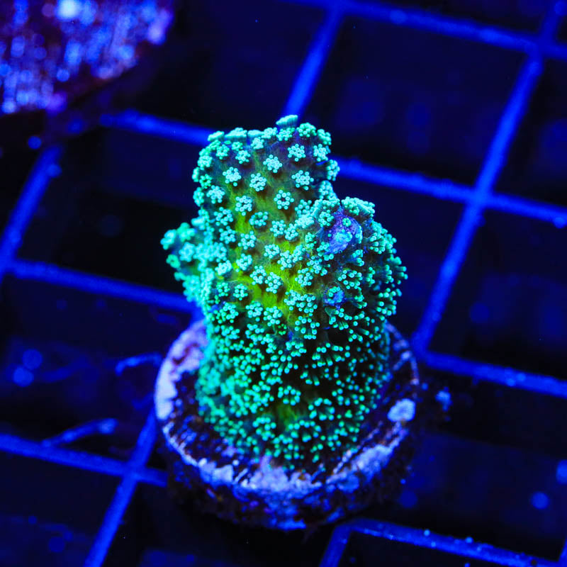 ORA Stellar Stylophora Coral