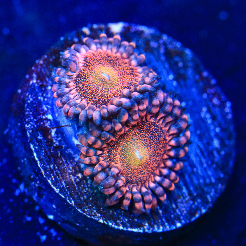 Mohawk Zoanthids Coral