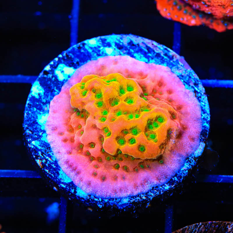 TSA Sugar High Montipora Coral