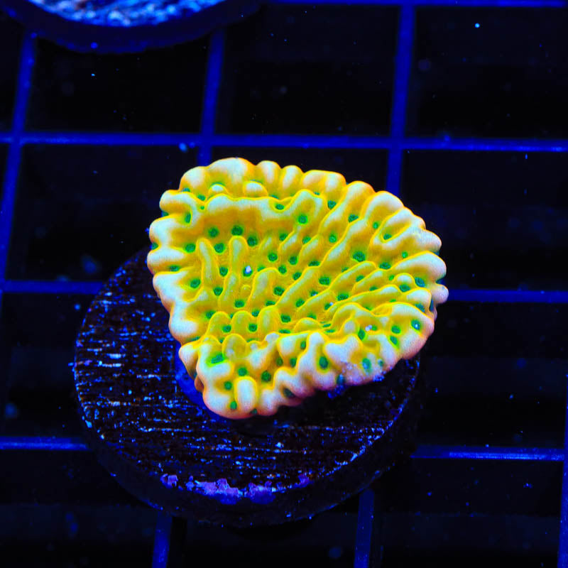 TSA Emerald City Montipora Coral