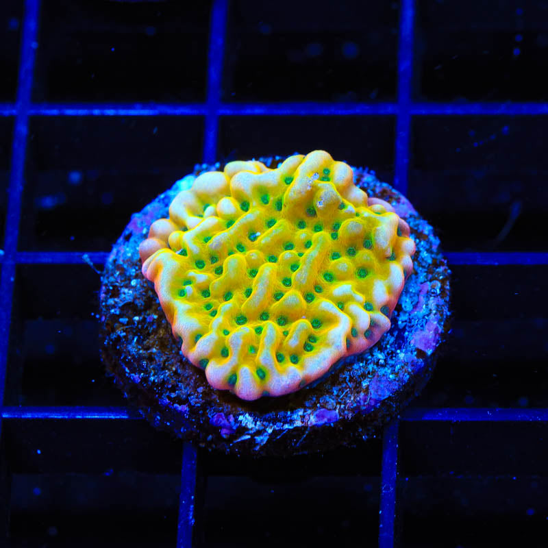 TSA Emerald City Montipora Coral