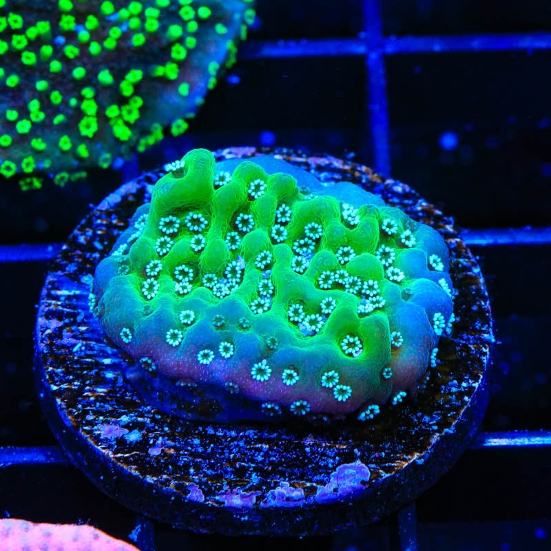 TSA Plutonium Palawensis Montipora Coral