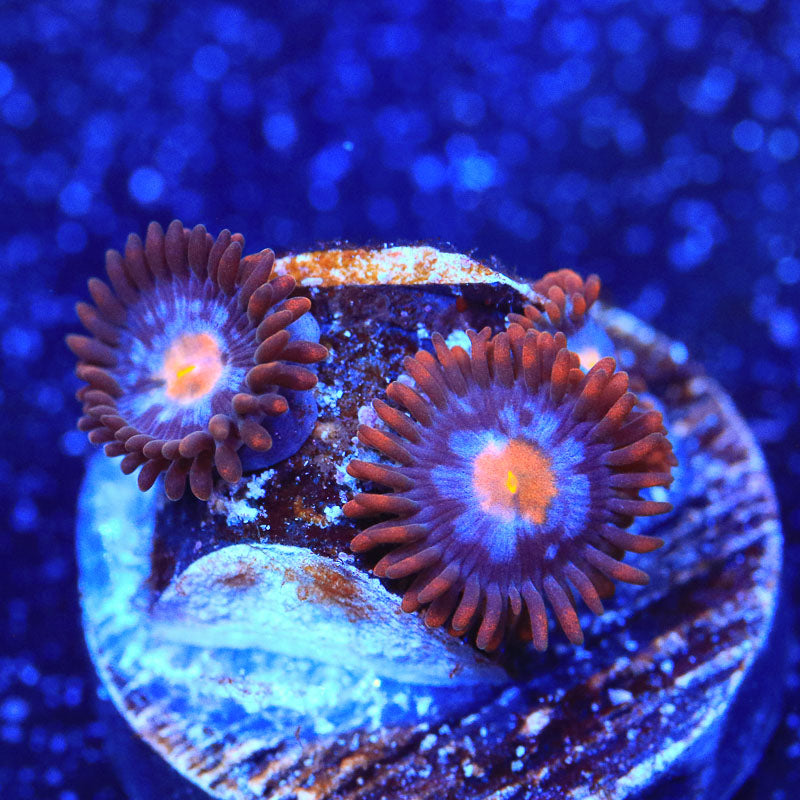 Glow Pop Zoanthid Coral - Top Shelf Aquatics