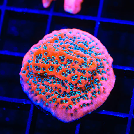 JF Silver Bullet Montipora Coral