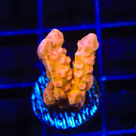 TSA Orange Peel Setosa Montipora Coral