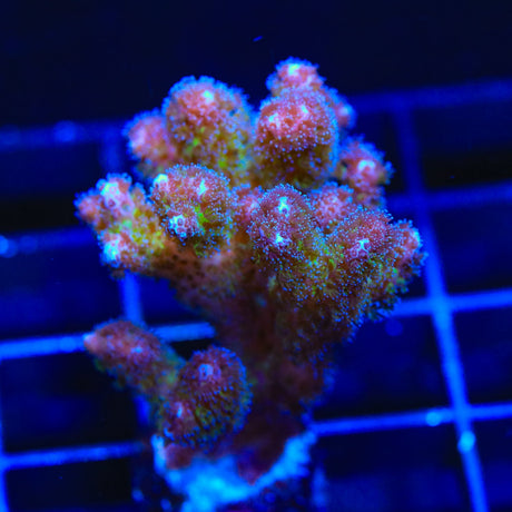 TSA Gold Pocillopora Coral