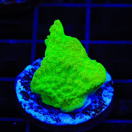 Tyree Toxic Green Aequituberculata Montipora Cap Coral