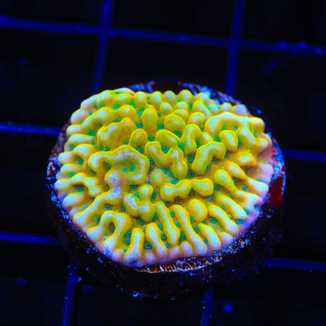 JF Beach Bum Montipora Coral