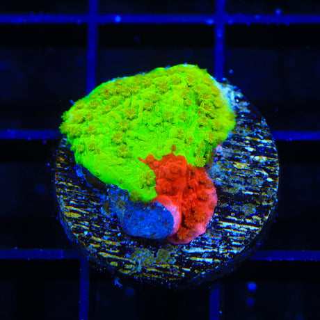 TSA Nuclear Fusion Montipora Cap Coral