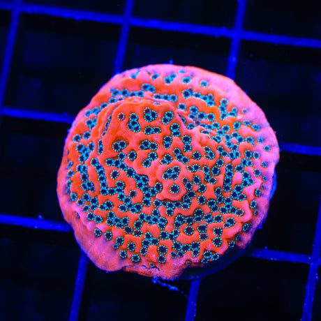 JF Silver Bullet Montipora Coral