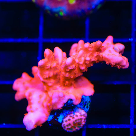 Red Setosa Montipora Coral