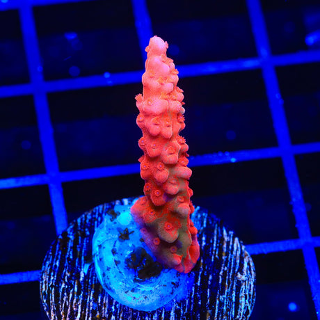 TSA Nightshade Acropora Coral