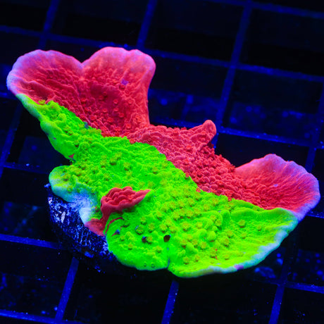 TSA Nuclear Fusion Montipora Cap Coral