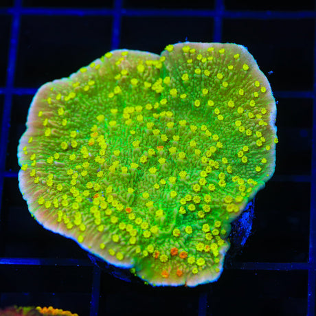 WWC Sunfire Montipora Cap Coral