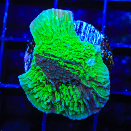 JF Cold Fusion Grafted Montipora Coral