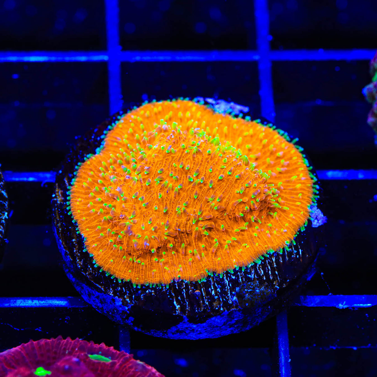 TSA Thornberry Lithophyllon Coral - Top Shelf Aquatics