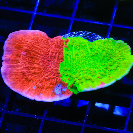 TSA Nuclear Fusion Montipora Cap Coral